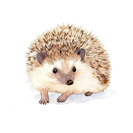 @HedgehogsGX